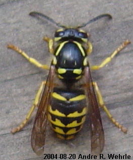 Worker yellowjacket