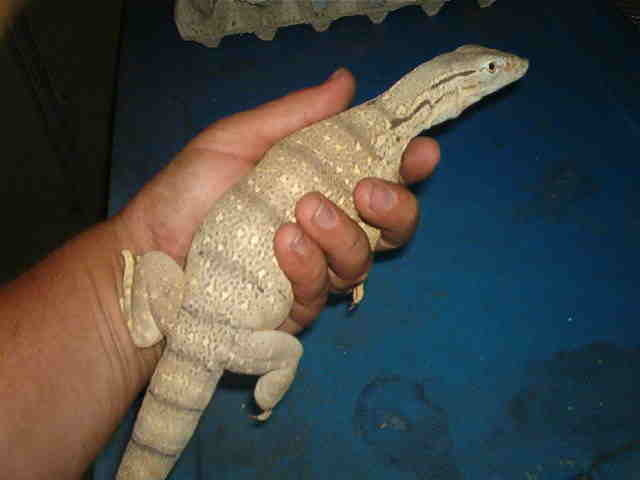 Griseus fat boy