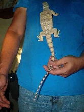 griseus growng 4 23 03