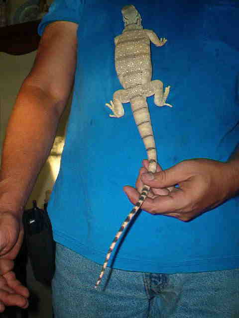 griseus growng 4 23 03