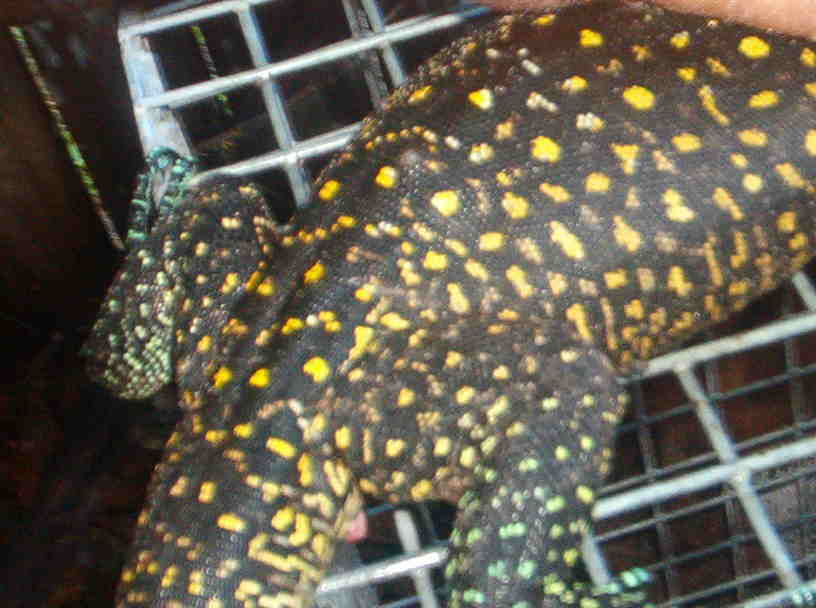 Batanta Doreanus