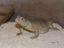 Egypticus juvi