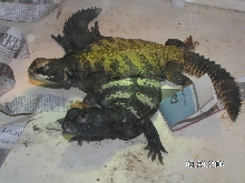 Banded Mali female/Flavofasciata male