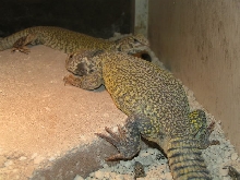 Basking Moroccan
