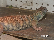 Colorful Somali female