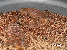 Lowland Benti pair