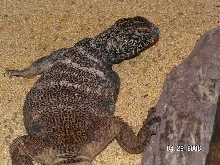 Mountain Benti adult