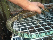 Batanta body tail color