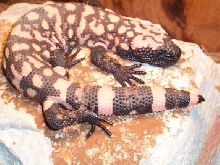 little female