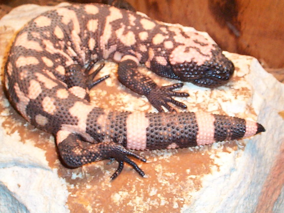 little female