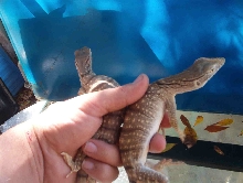 gresius pair in hand