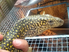 Orange Doreanus