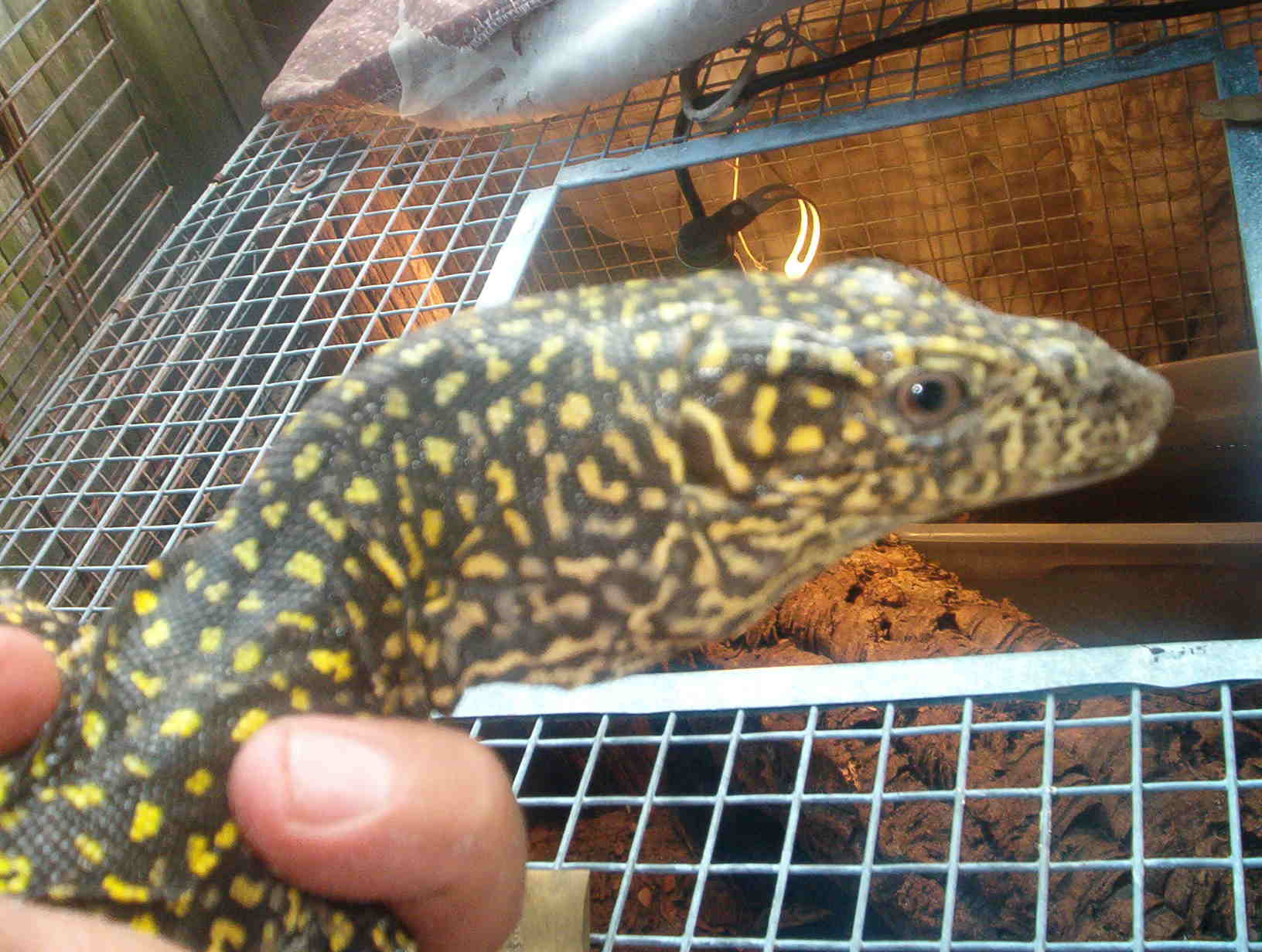 Orange Doreanus
