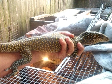 orange doreanus