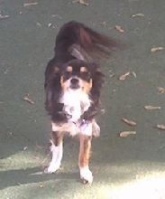 Sammy