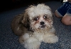 Sagwa 10 wks old