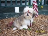 Sagwa 5 months old