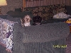 Sagwa and Ty