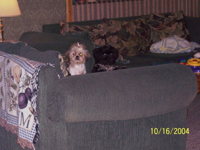 Sagwa and Ty