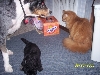 Taz,Ty and Apache
