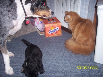 Taz,Ty and Apache
