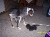 Taz and Ty