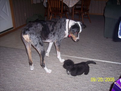 Taz and Ty