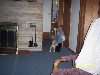 shih tzu on the prowl