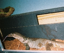 male