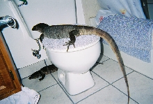 potty training