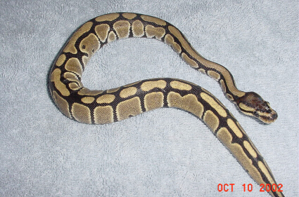 Goldie
