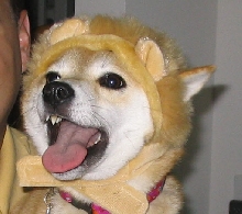 Roar