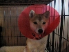 conehead