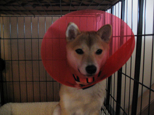 conehead