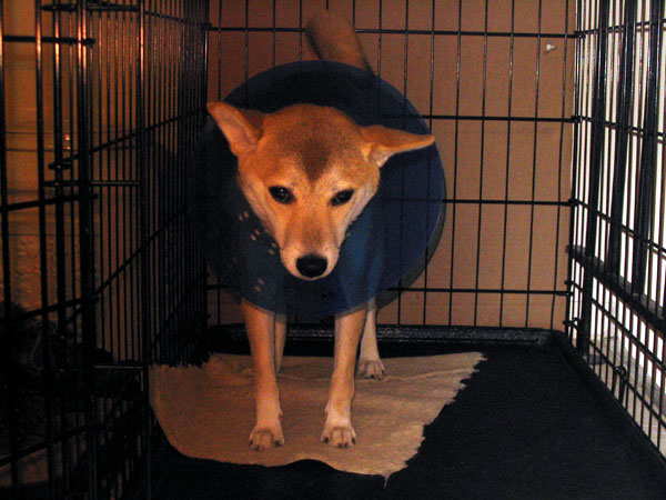 Conehead