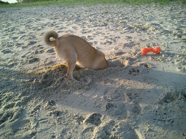 Dig, dig, dig