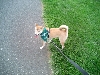 Dog Walk