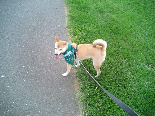 Dog Walk