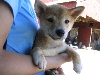 Kita as puppy
