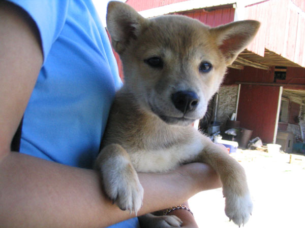 Kita as puppy