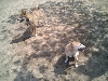 Kita and Koda