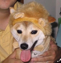 Smilin' Lion