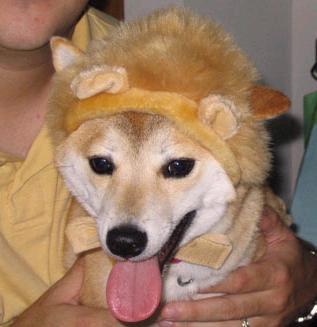 Smilin' Lion