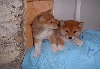 puppies