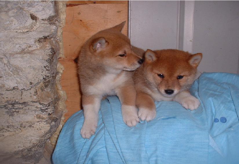 puppies