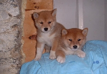 puppies 2