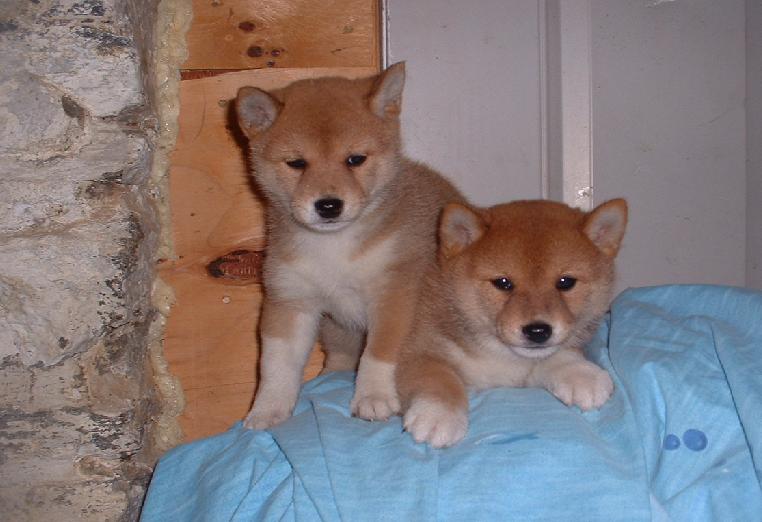 puppies 2