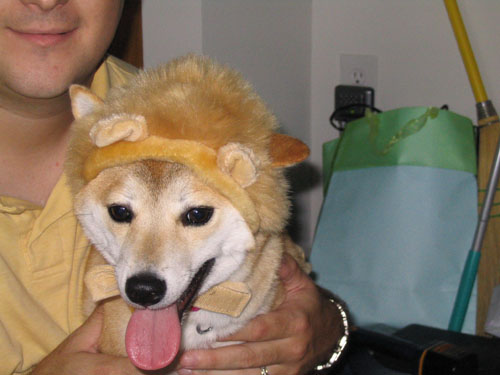 Smiling Lion