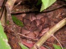 copper 1