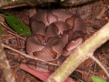 copper 2
